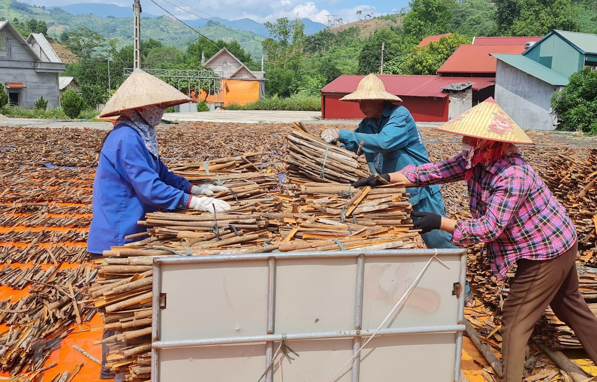 Vietnamese Cinnamon: Transforming Cultural Heritage into Economic Value
